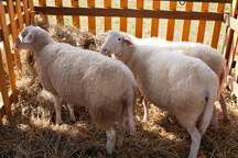 Owce ras rodzimych