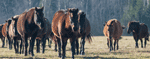 Stadnina koni huculskich w Odrzechowej - hodowla, użytkowość