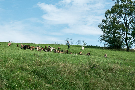 kozy na pastwisku