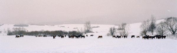 Zimowy wypas koni huculskich